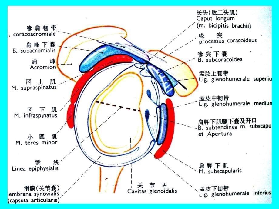 肩关节疾病的微创治疗现状课件_第5页