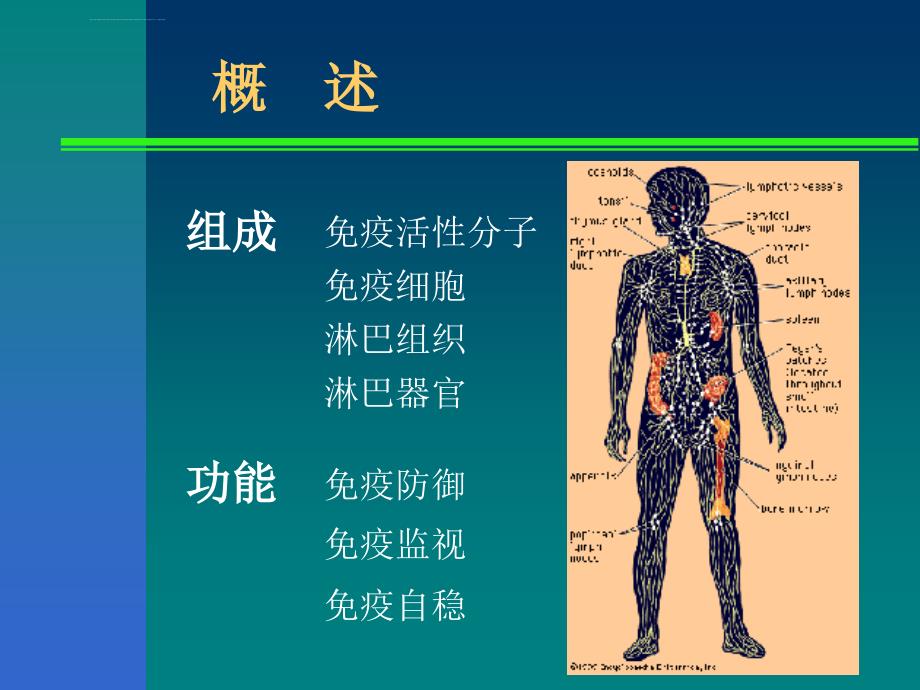 免疫系统课件_第2页