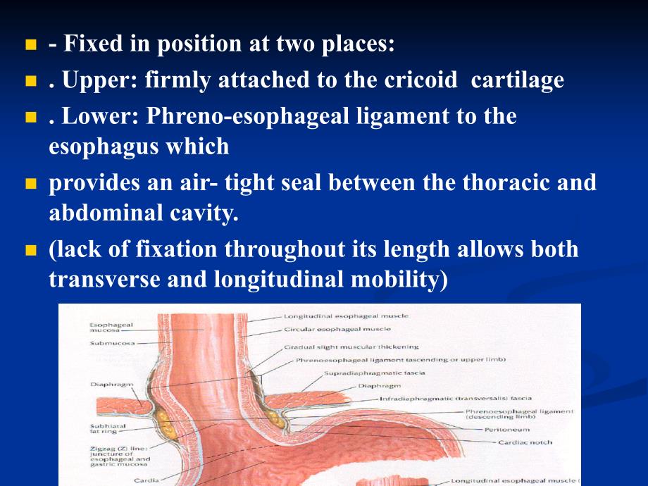 贲门失弛缓症的处理achalasia_第4页