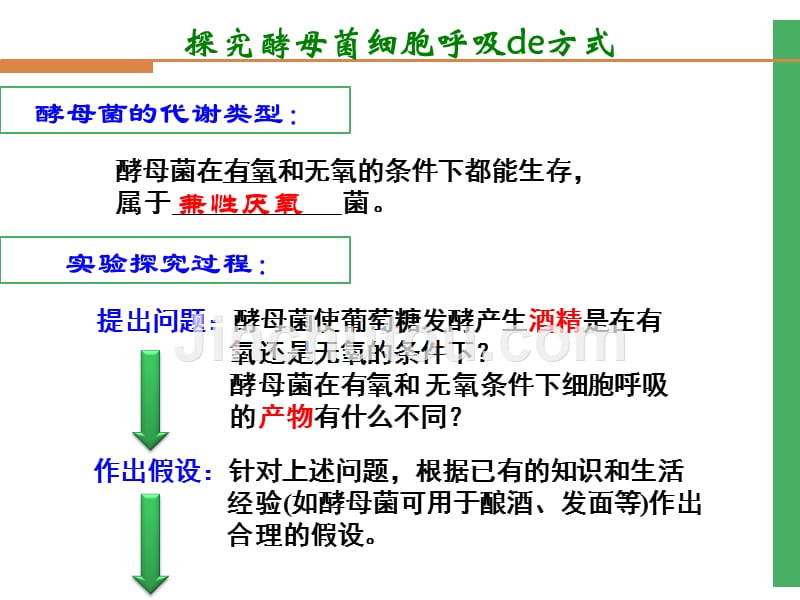 5-3细胞呼吸_第4页