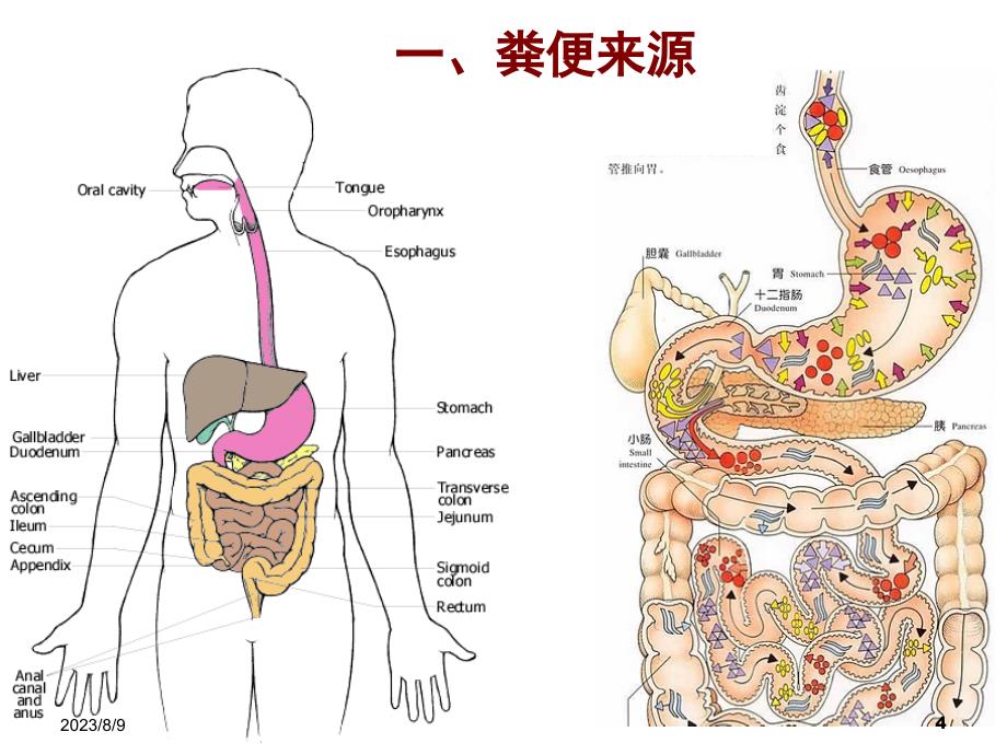 临检粪便检验基础ppt培训课件_第4页