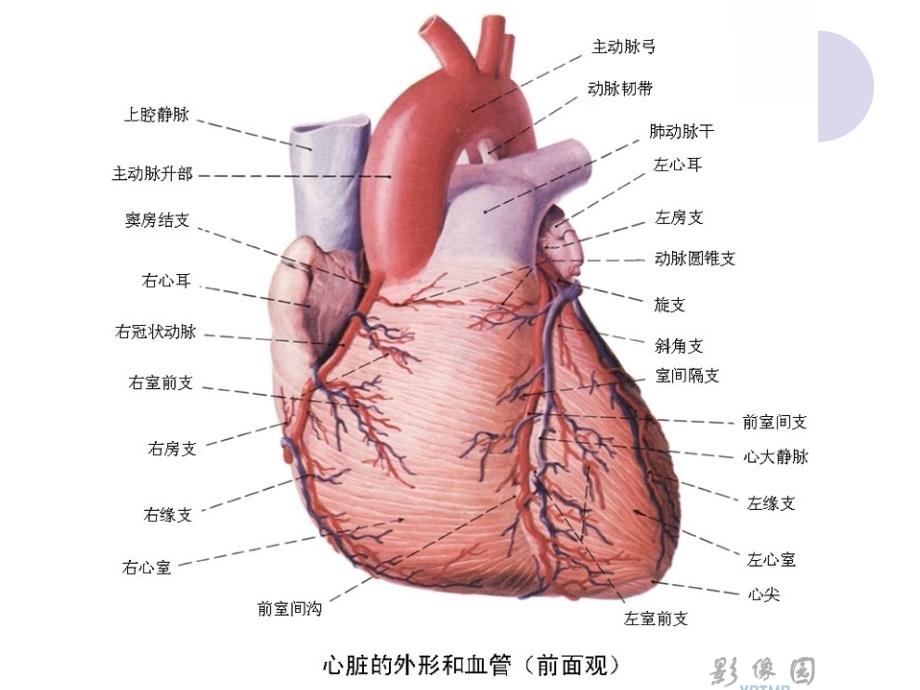 冠状动脉搭桥ppt培训课件_第4页