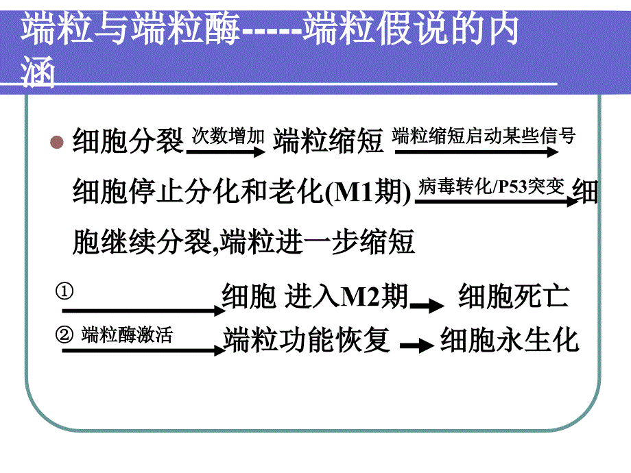 端粒、端粒酶与肿瘤ppt培训课件_第4页