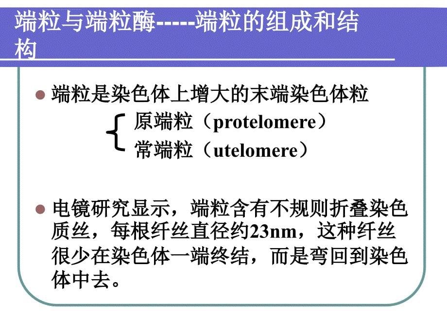 端粒、端粒酶与肿瘤ppt培训课件_第5页