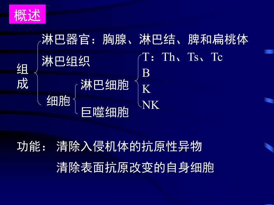 免疫系统组织胚胎学教学课件_第2页