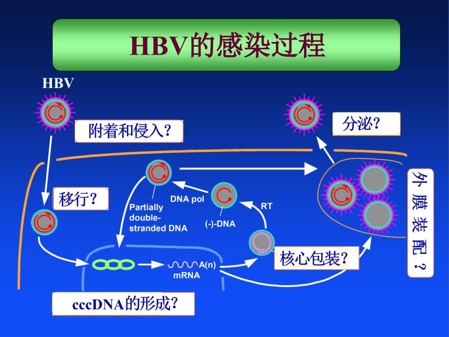 乙型肝炎病毒的异质性及临床意义ppt培训课件_第2页