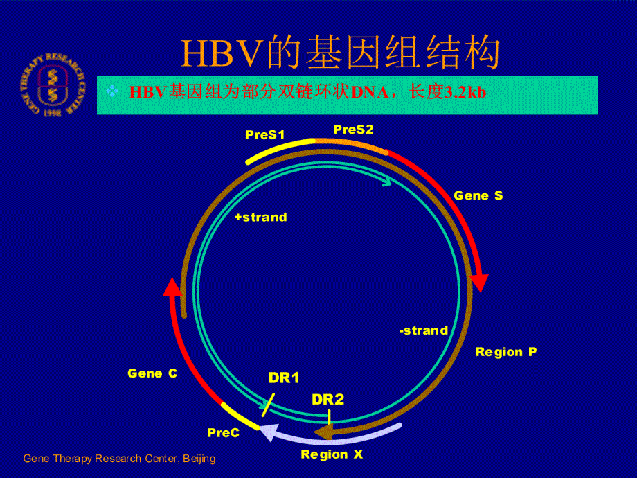 乙型肝炎病毒的异质性及临床意义ppt培训课件_第3页