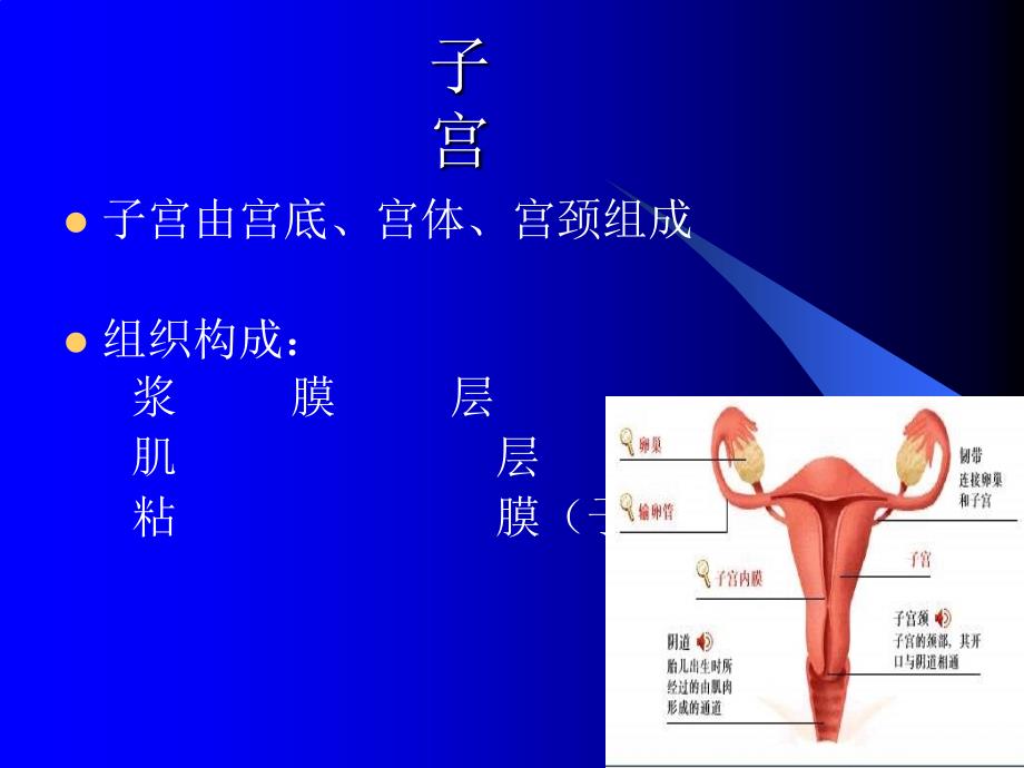 妇产科解剖生理基础_第3页