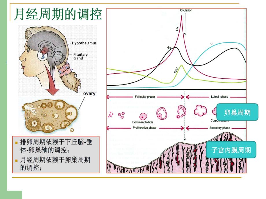 生殖激素化验单解读谢秀琴_第4页