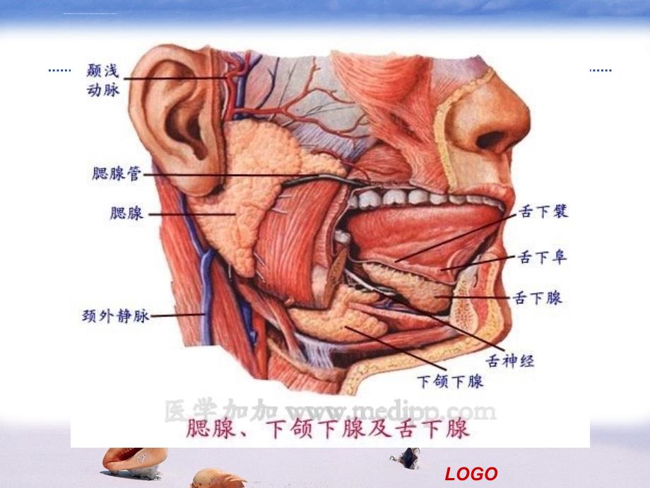 流行性腮腺炎医学幻灯片ppt培训课件_第3页