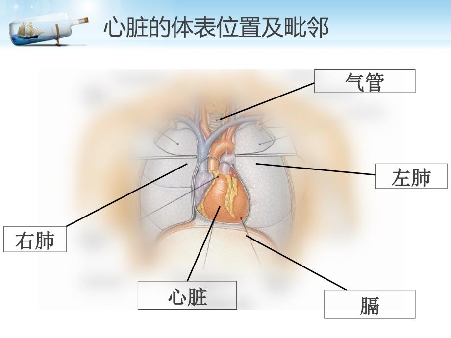 心脏的解剖及主动脉关闭不全的病生理ppt课件_第2页