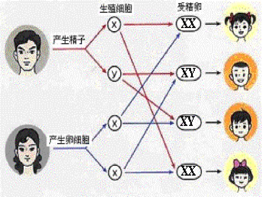 基因突变和基因重组(志强上课_第4页