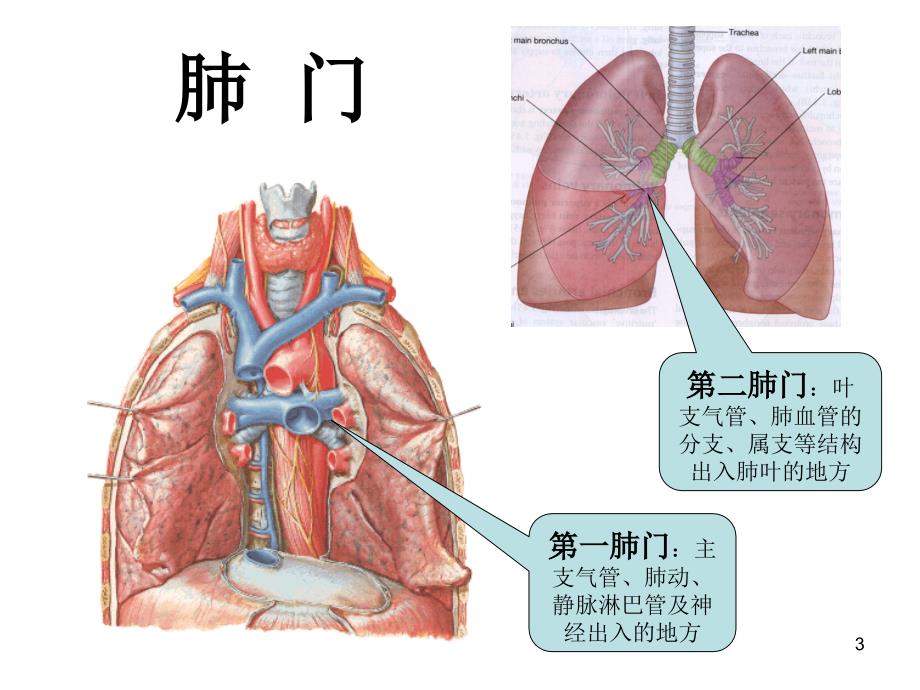 临床肺、纵隔_第3页