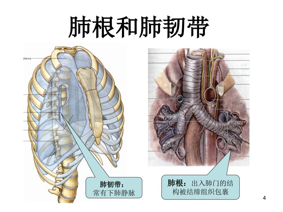 临床肺、纵隔_第4页