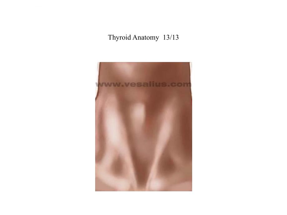 甲状腺的解剖-英文课件_第2页