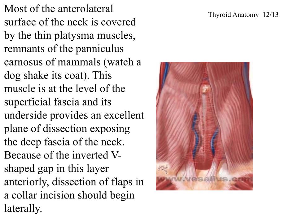 甲状腺的解剖-英文课件_第3页