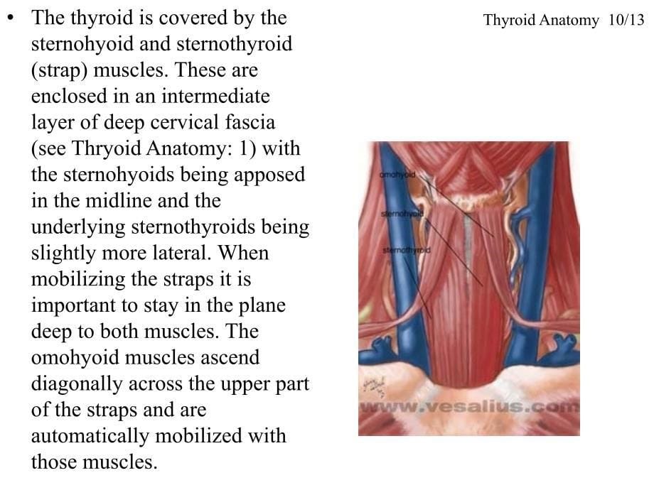 甲状腺的解剖-英文课件_第5页