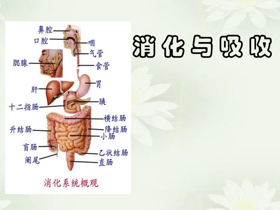 消化系统医学消化与吸收ppt培训课件_第1页