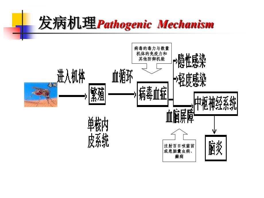 流行性乙型脑炎患者的护理ppt培训课件_第5页