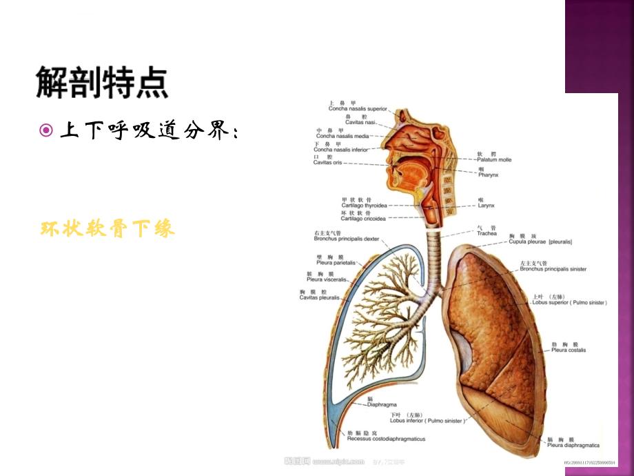 小儿呼吸系统疾病ppt课件_第3页