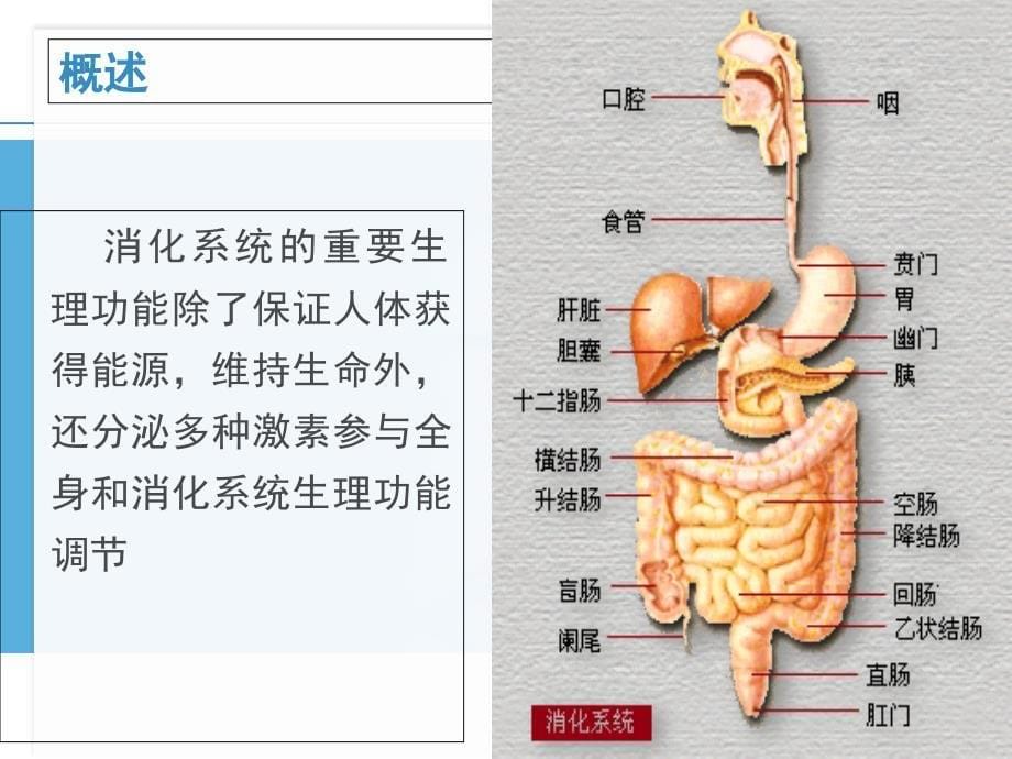 消化系统疾病病人常见症状体征的护理ppt课件_第5页