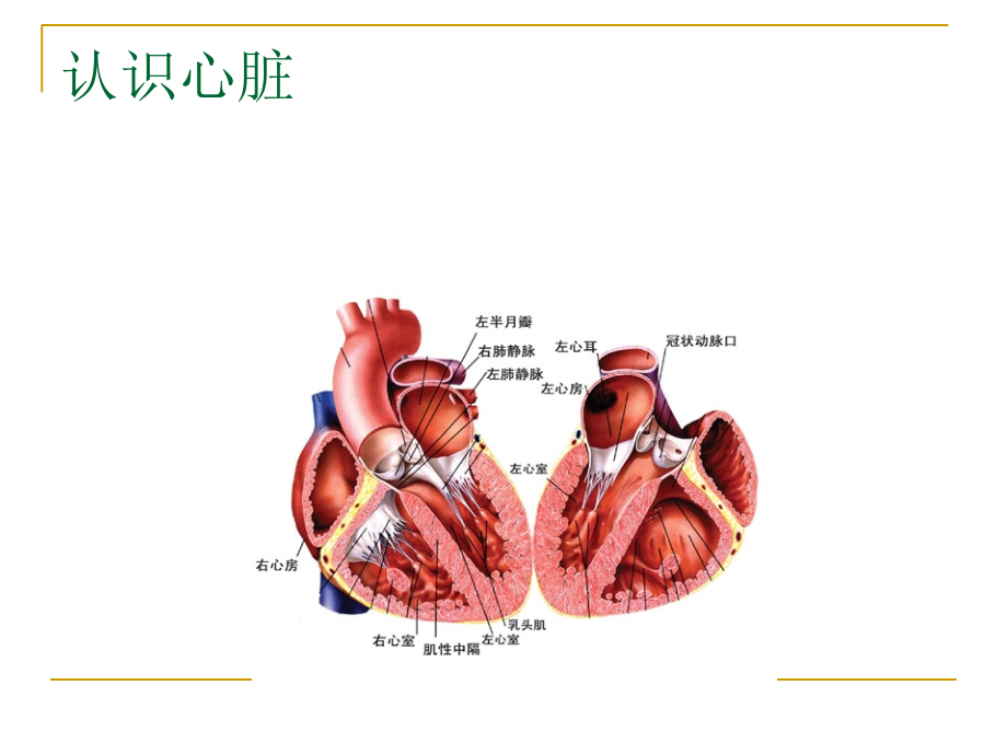 心脏的解剖ppt课件_第3页