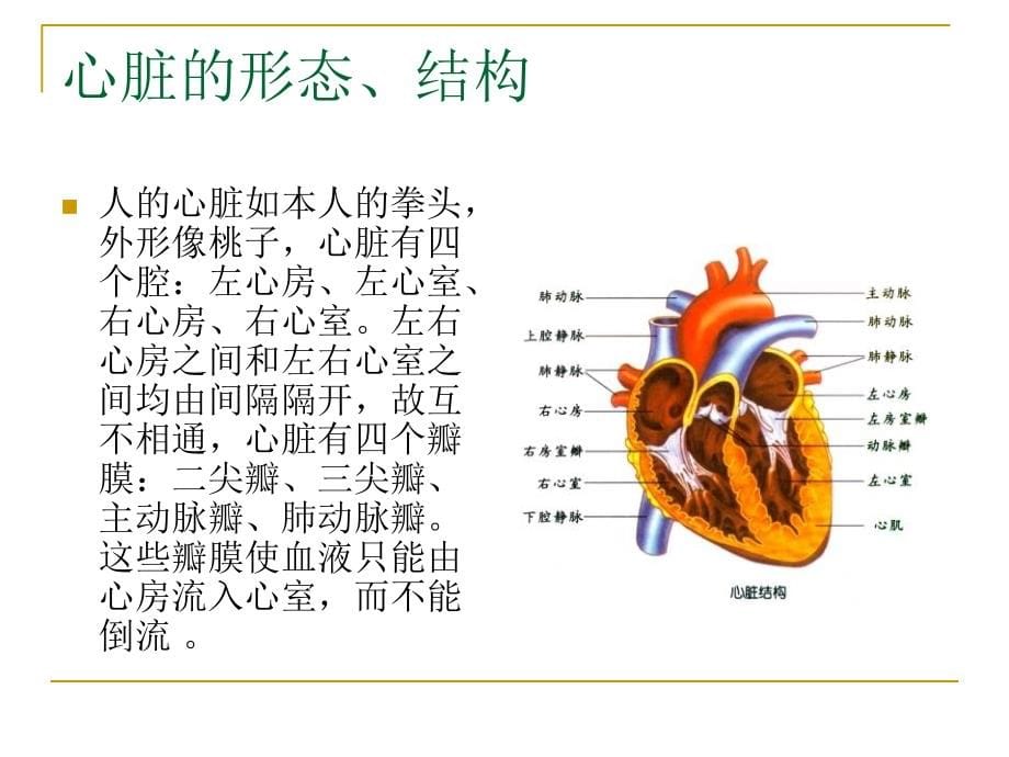 心脏的解剖ppt课件_第5页