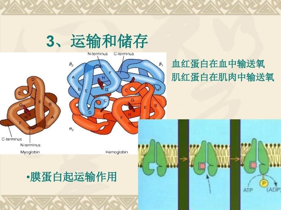 护理生物化学蛋白质的结构与功能_第5页