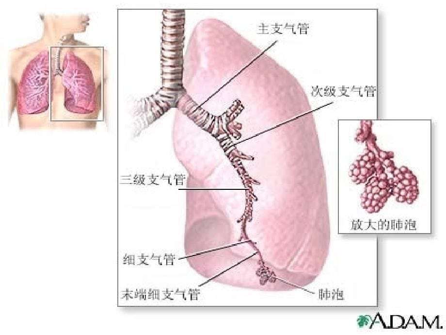 新生儿呼吸窘迫综合症护理教学查房ppt课件_第5页