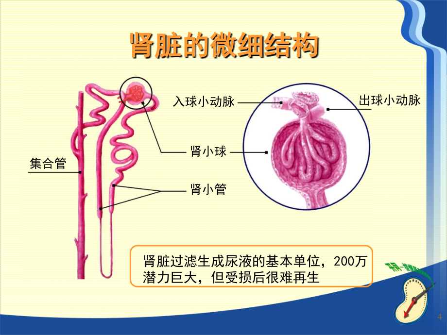 慢性肾脏病的营养治疗医学课件_第4页