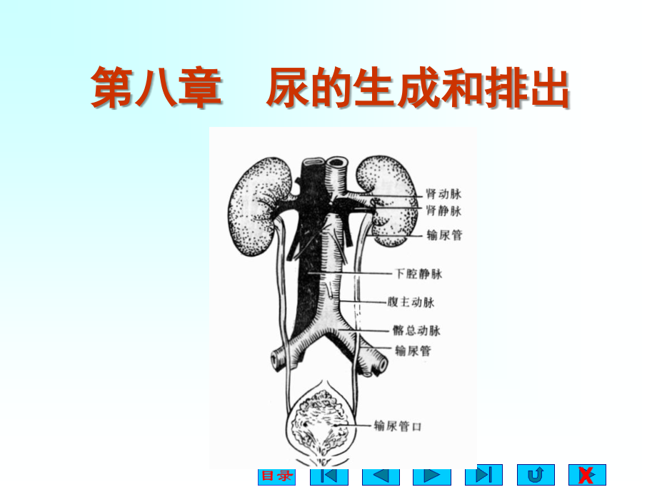 生理关于尿生成的相关问题72p_第1页