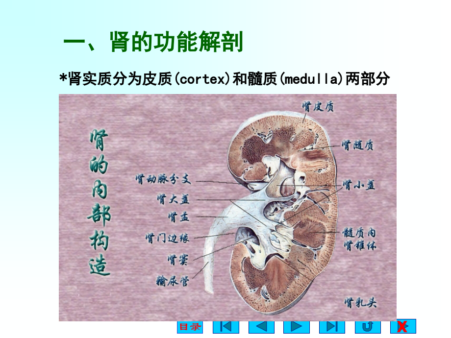 生理关于尿生成的相关问题72p_第4页