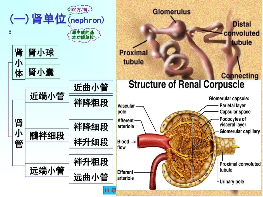 生理关于尿生成的相关问题72p_第5页