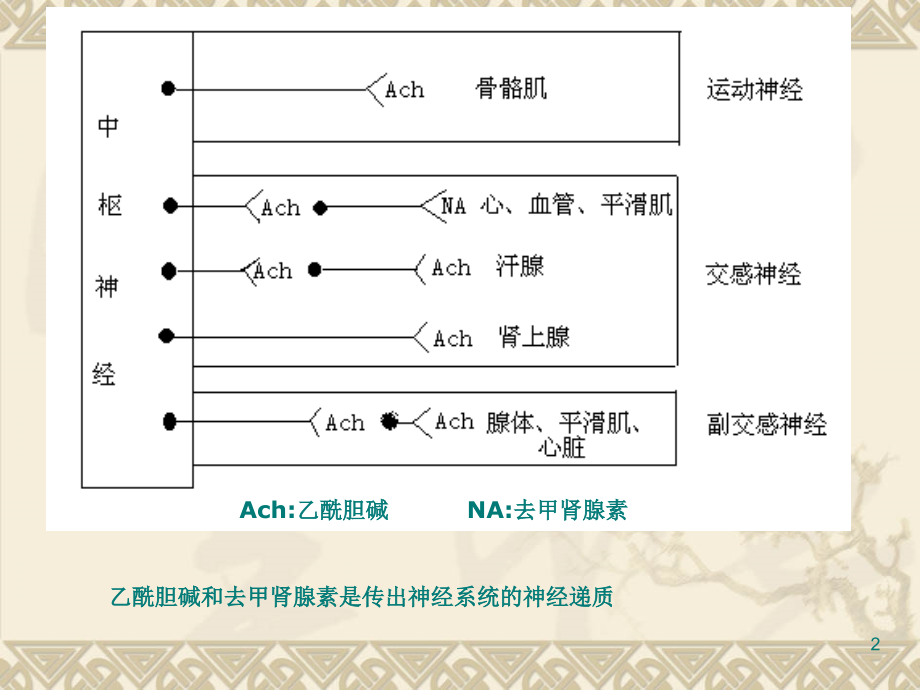 外周神经系统药物ppt课件_第2页