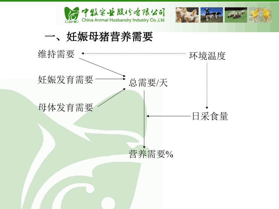 繁殖母猪的营养研究_第4页