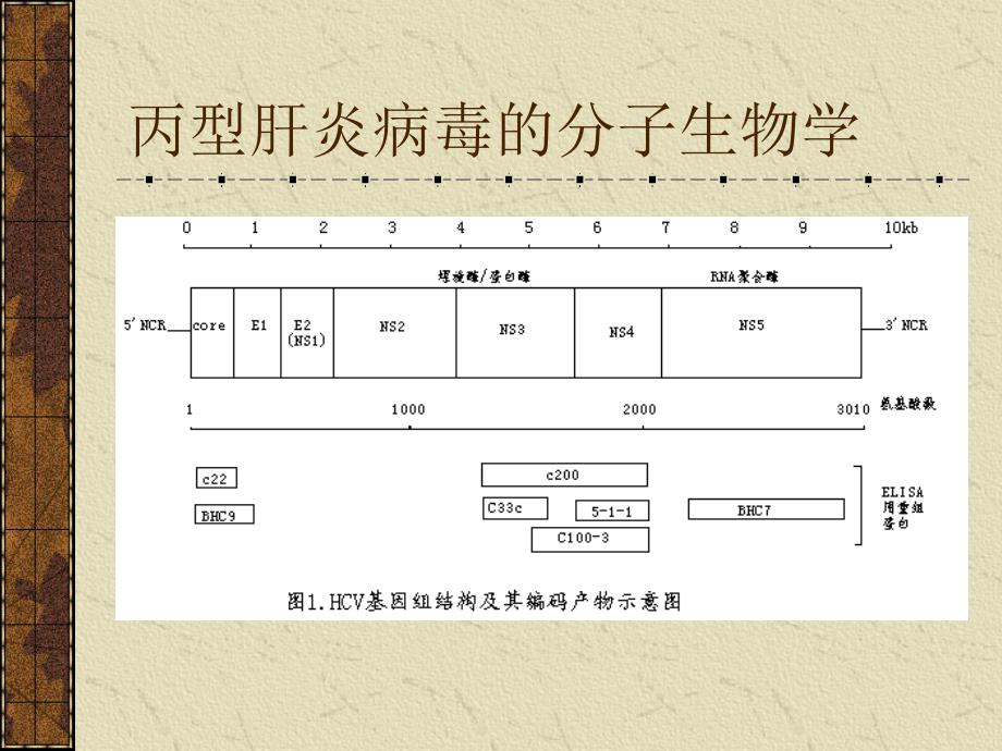 丙型肝炎病毒感染的抗体应答及其免疫测定_第4页