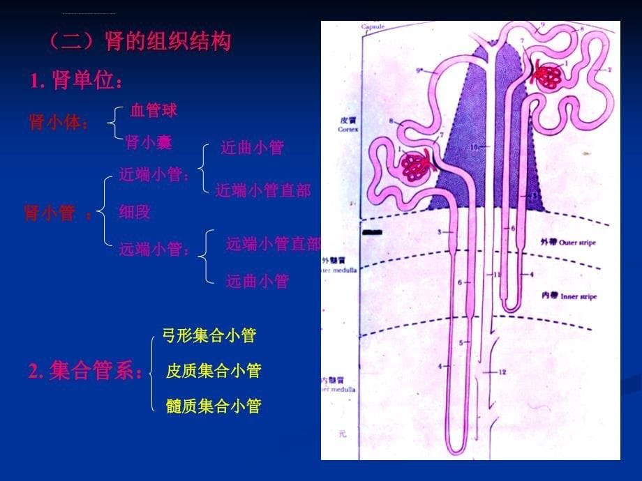 泌尿系统ppt课件_第5页