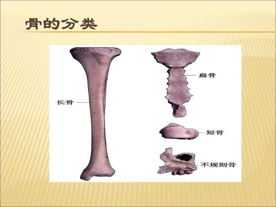 骨科护理实习ppt课件_第2页