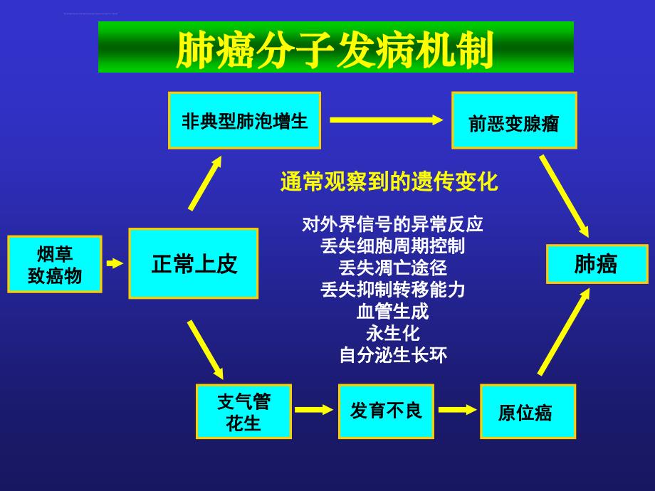 肺癌的基因治疗ppt培训课件_第3页