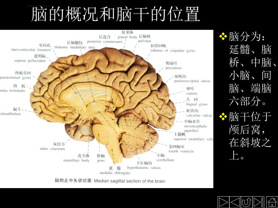 脑干反射医学课件_第3页