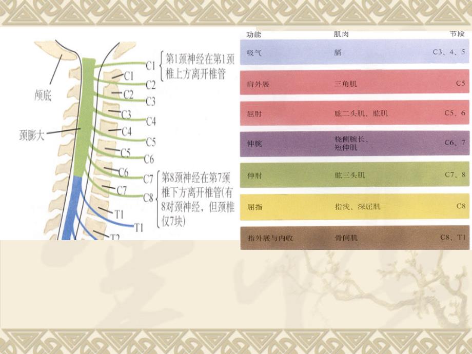 颈椎骨折脱位诊断与治疗ppt课件_第3页