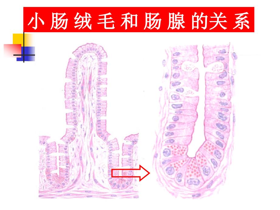 人体功能与结构--内脏概述与消化系统03_第1页