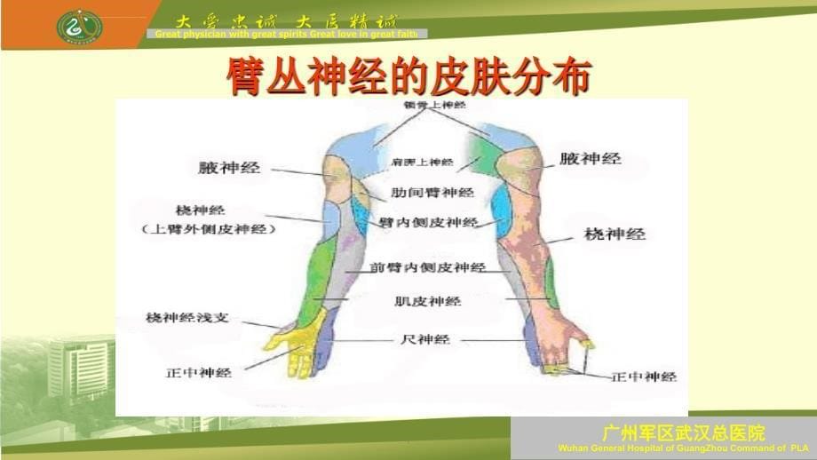 臂丛神经阻滞及临床问题探讨ppt课件_第5页