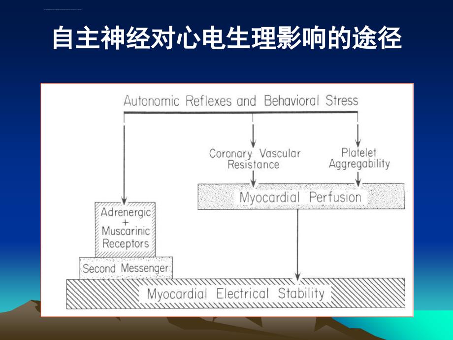 自主神经与快速心律失常ppt培训课件_第3页