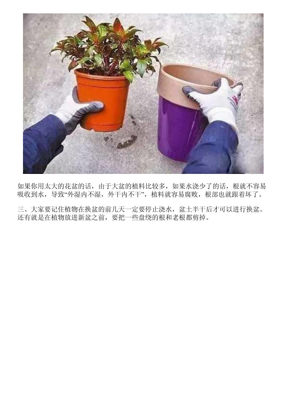 为什么你的花卉不开花呢？看完这些你就明白了_第3页