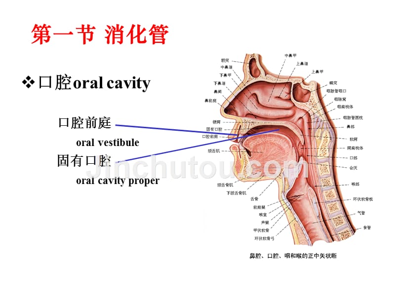 消化系统(新)_第4页