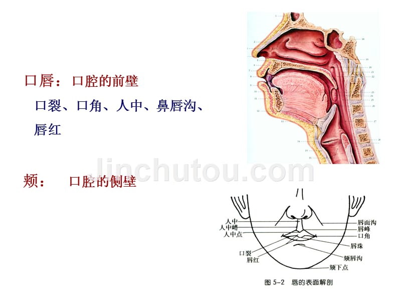 消化系统(新)_第5页