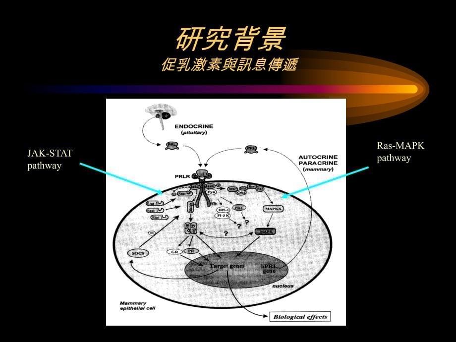 人类胎盘促乳激素与人类促乳激素穿插嵌合重组蛋白_第5页