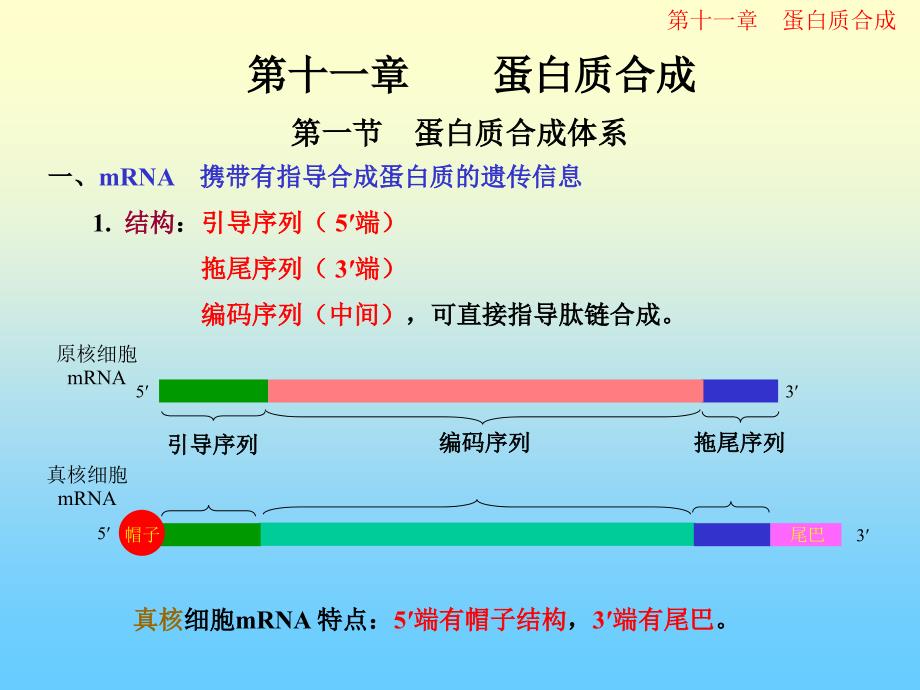 分子生物学--蛋白质合成1_第1页