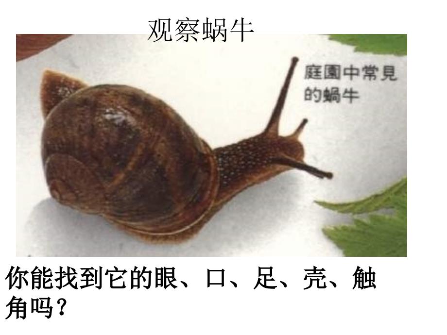 七年级科学生物与非生物_第2页